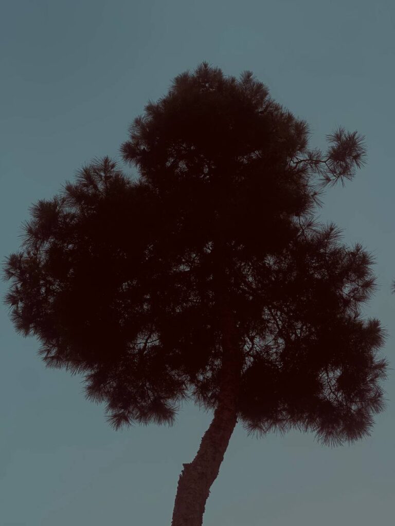 photo_۲۰۲۴-۰۷-۰۴_۱۹-۱۵-۰۷