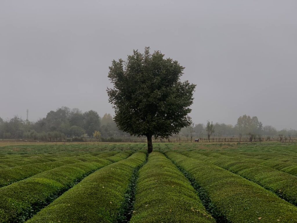 photo_۲۰۲۵-۰۱-۰۳_۲۳-۱۳-۵۴